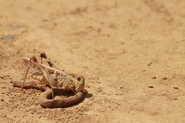 砂地で死んだミミズを食べるバッタ
