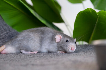 Obraz premium little cute rat on gray couch