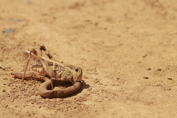 砂地で死んだミミズを食べるバッタ