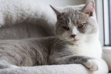 Britisch Kurzhaar Kater in seinem Körbchen am Fenster