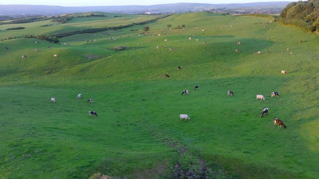 Before the sunset, aerial view of cows grazing on a green hillside of Tandle Hill in Oldham, Greater Manchester. 