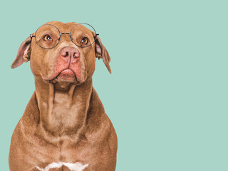 Cute dog and stylish glasses. Studio shot