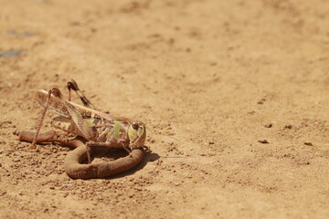 砂地で死んだミミズを食べるバッタ
