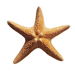 starfish isolated on white background