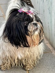 shih tzu dog