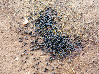Batch of domesticated llama spherical excrements on land with dry grass top view 