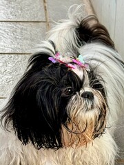 Shihtzu