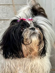shih tzu dog