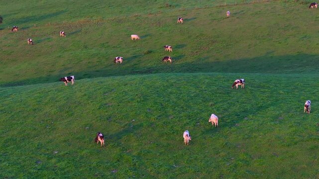 Before the sunset, aerial view of cows grazing on a green hillside of Tandle Hill in Oldham, Greater Manchester. 