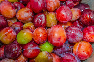 Close-up of freshly washed organic plums ready to be made into jam