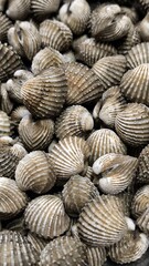 Fresh cockles ready to cook. Seafood. For background.