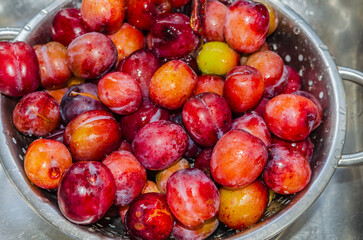 Plums in a strainer being washed before making into jam