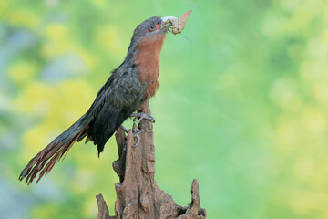 A young chestnut-breasted malkoha is preying on a grasshopper. This beautifully colored bird has the scientific name Phaenicophaeus curvirostris.