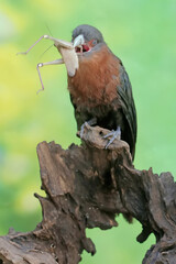 A young chestnut-breasted malkoha is preying on a grasshopper. This beautifully colored bird has the scientific name Phaenicophaeus curvirostris.