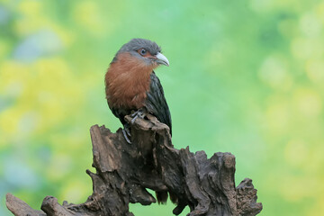A young chestnut-breasted malkoha hunts for small insects on a rotting tree trunk. This beautifully colored bird has the scientific name Phaenicophaeus curvirostris.