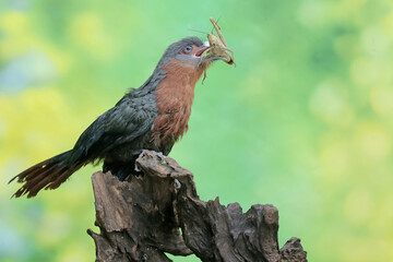 A young chestnut-breasted malkoha is preying on a grasshopper. This beautifully colored bird has the scientific name Phaenicophaeus curvirostris.