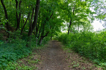 A walking path to the horizon in a local state park surrounded by lush greenery.