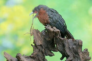 A young chestnut-breasted malkoha is preying on a grasshopper. This beautifully colored bird has the scientific name Phaenicophaeus curvirostris.