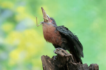 A young chestnut-breasted malkoha is preying on a grasshopper. This beautifully colored bird has the scientific name Phaenicophaeus curvirostris.