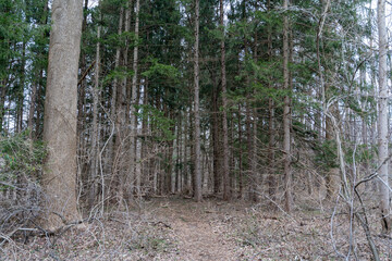 A walking path to the horizon in a local state park surrounded by lush greenery.