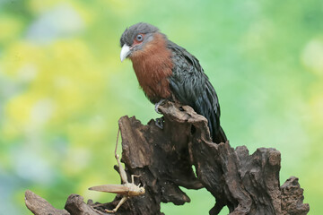 A young chestnut-breasted malkoha is preying on a grasshopper. This beautifully colored bird has the scientific name Phaenicophaeus curvirostris.