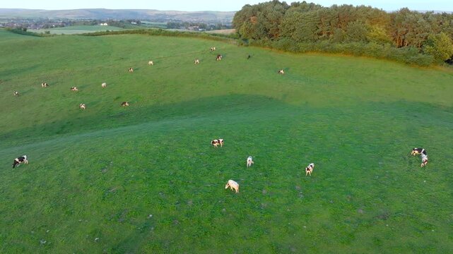 Before the sunset, aerial view of cows grazing on a green hillside of Tandle Hill in Oldham, Greater Manchester. 
