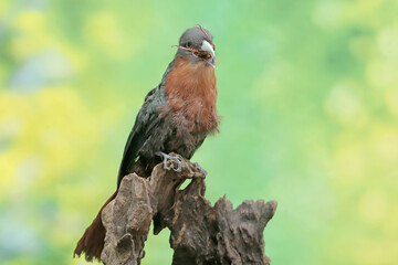 A young chestnut-breasted malkoha is preying on a grasshopper. This beautifully colored bird has the scientific name Phaenicophaeus curvirostris.