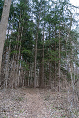 A walking path to the horizon in a local state park surrounded by lush greenery.