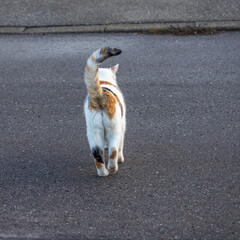 Im Garten und der Natur: Fotospaziergang im Dezember 2023