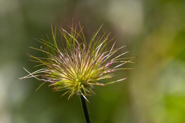 Im Garten und in der Natur: Natur in Bad Rappenau im Mai 2024