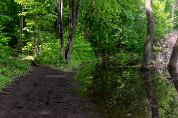 A walking path to the horizon in a local state park surrounded by lush greenery.