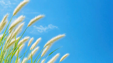 Pennisetum pedicellatum grass community with blue sky. Desho grass Pennisetum pedicellatum at golden hour. Fontain grass with blue sky background for copy space and website design template banner