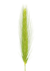 Fototapeta premium Wall barley plant isolated on white background, Hordeum murinum