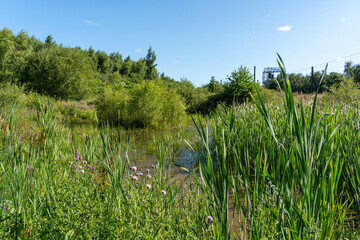 Pond at Aykley Wood Nature Reserve, nr. Aykley Heads, Durham, County Durham, UK, in summer