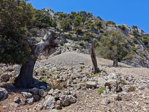 B&auml;ume am Wanderweg zu Gola di Gorropu