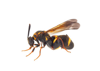 Parasitic wasp isolated on white background, Leucospis sp.