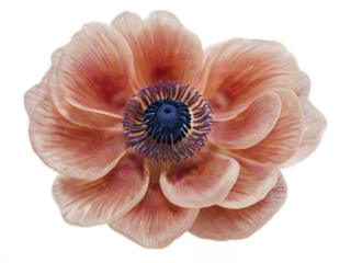 Anemone isolated on white