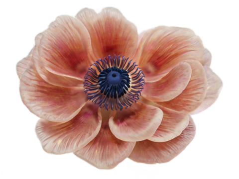 Anemone isolated on white