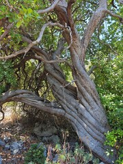 Verdrehte Eiche auf Sardinien