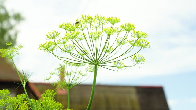 Fennel Flower