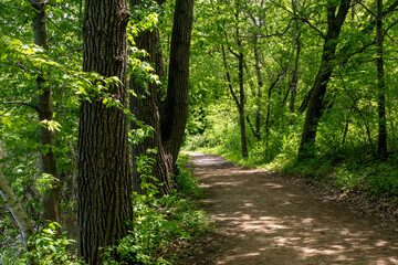 A walking path to the horizon in a local state park surrounded by lush greenery.