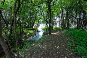 A walking path to the horizon in a local state park surrounded by lush greenery.