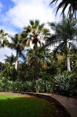 Santa Cruz de Tenerife park (Parque García Sanabria)