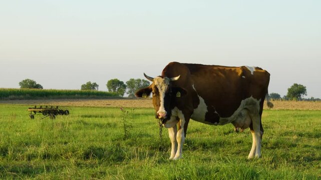 Dairy cow in the pasture on a sunny day