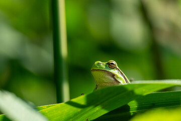 tree frog sitting on a folded leaf