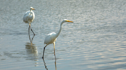 great white egret foraging in a lake
