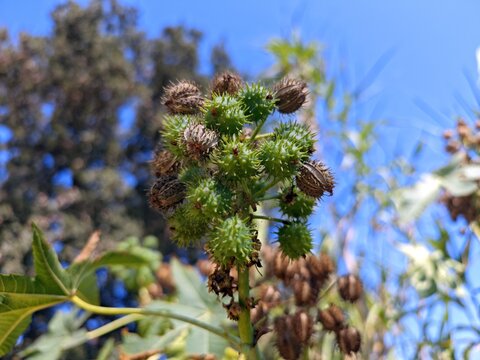 Rizinuspflanze auf Sardinien