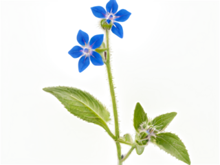 Borage isolated o white