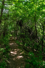 Obraz premium A walking path to the horizon in a local state park surrounded by lush greenery.