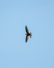 Swallow 